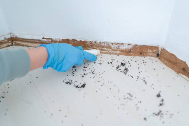 Best Ant Control Services  in Buckeye, AZ