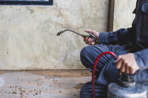 Best Local Pest Control Services  in Buckeye, AZ